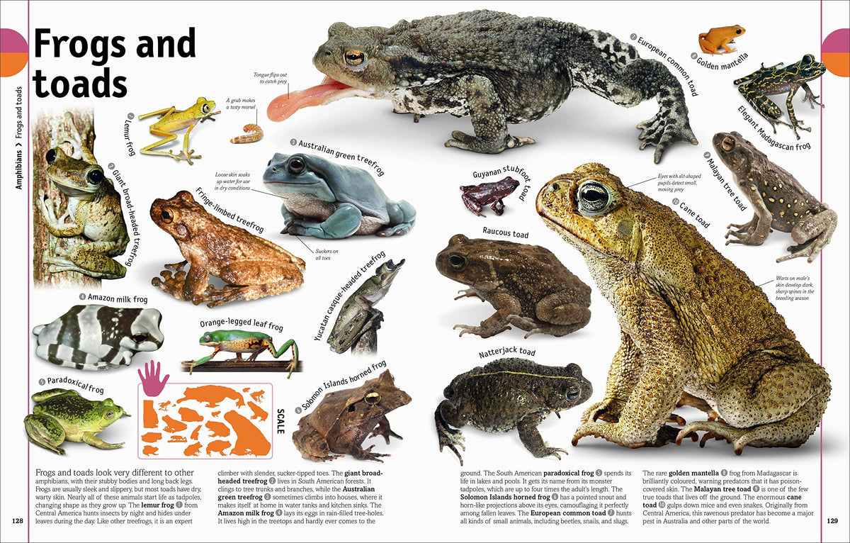 The Animal Book: A Visual Animal Kingdom Encyclopedia for Kids (DK Our World in Pictures)