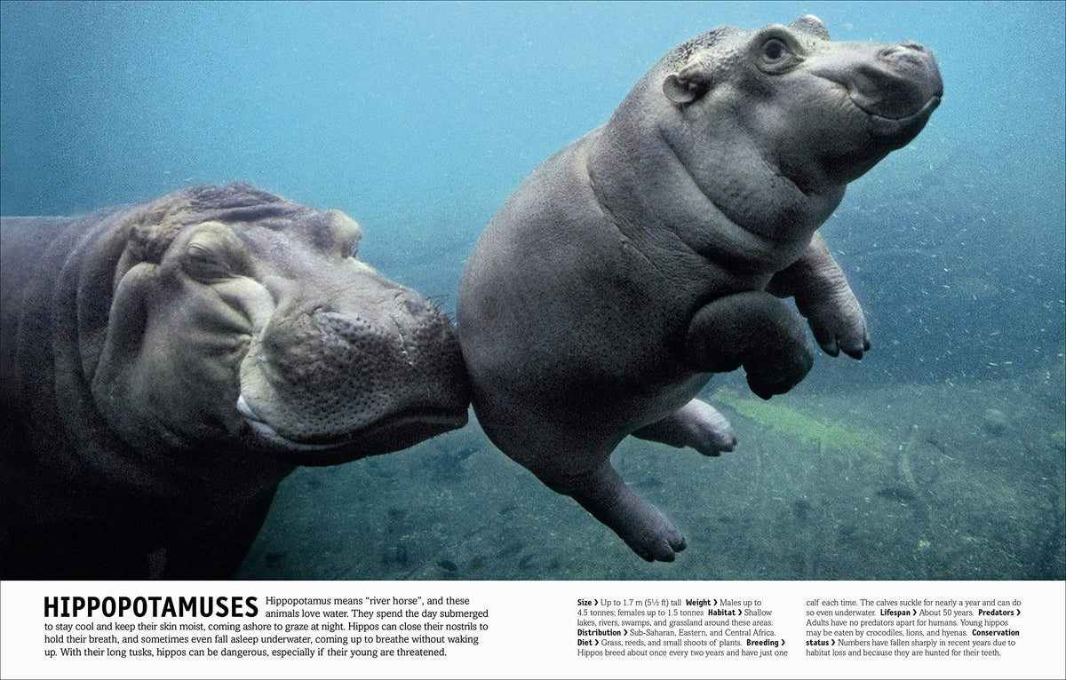 The Animal Book: A Visual Animal Kingdom Encyclopedia for Kids (DK Our World in Pictures)