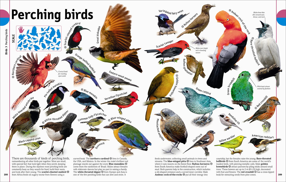 The Animal Book: A Visual Animal Kingdom Encyclopedia for Kids (DK Our World in Pictures)