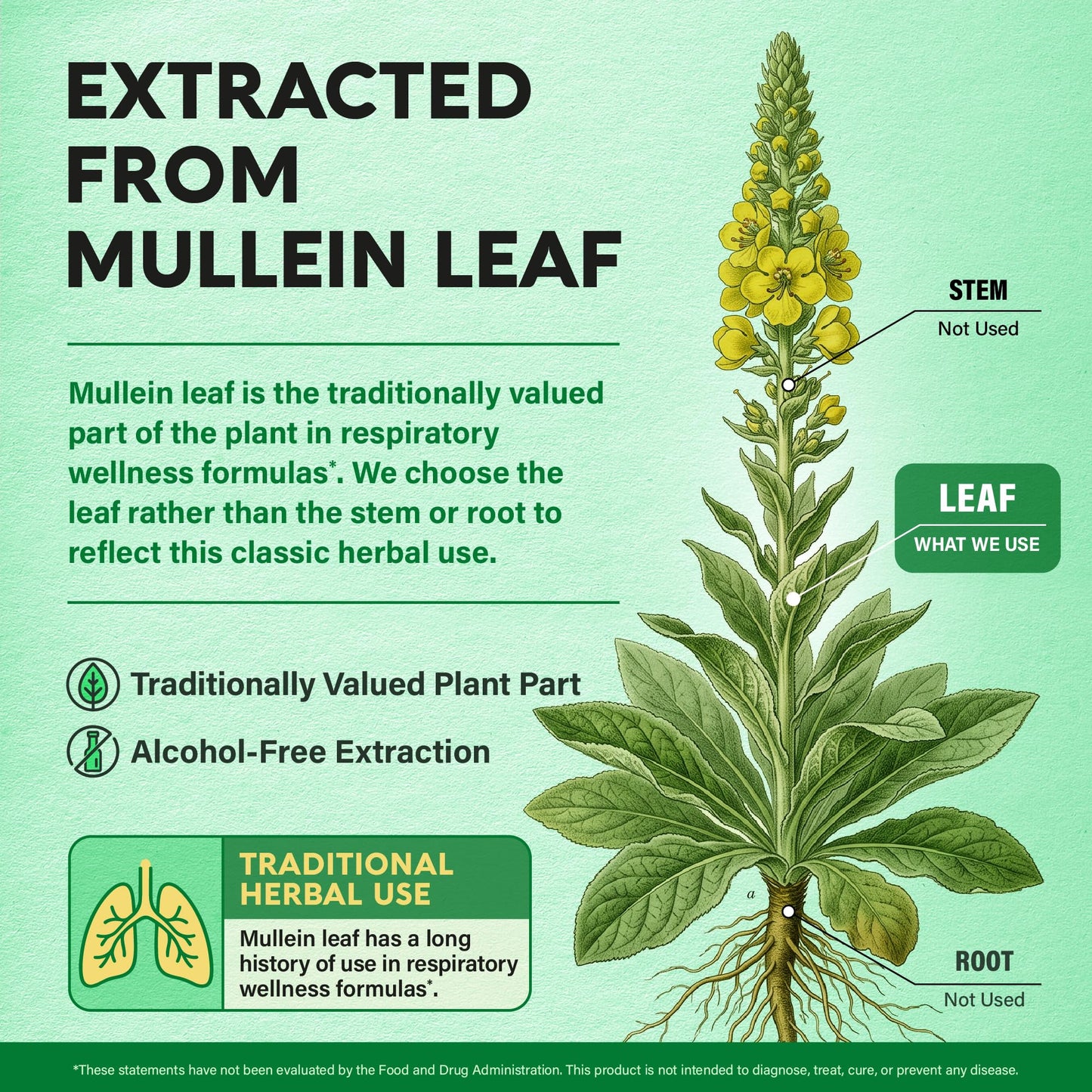 Mullein Lung Detox - Mullein Leaf 10:1 Extract Supplement - 60 Vegan Caps